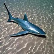 如何才能让银鲨在水里繁殖?