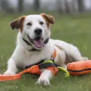 纯种犬的培育需要哪些材料和设备?