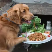 杜高犬的饮食习惯如何?