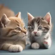 小猫与人类的关系如何?