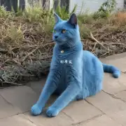 蓝色的猫如何保护自己?