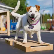 如何用不同的方法来训练狗狗趴下?