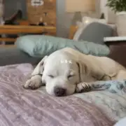 杜高犬的睡眠习惯如何?