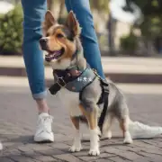 为什么狗穿鞋时会显得更加时尚?