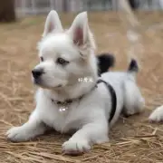 珍珠犬的品种有哪些?