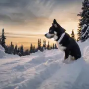 狗狗在下雪中有哪些与声音相关的感受?