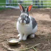 小兔吃奶的频率?