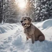 狗狗在下雪中有哪些身体反应?