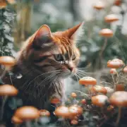 猫咪益生菌的有效性如何?