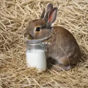 小兔吃奶的用途?