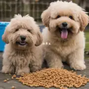 泰迪狗的最小每天吃多少狗粮?