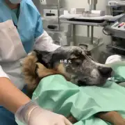 麻醉期间狗咪的呼吸如何?