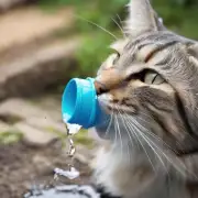 为什么猫喝水时会喝到鼻腔?