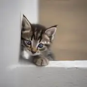 小猫多久黏着墙上?