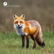狐狸的消化周期有多长?