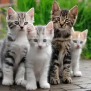 小猫多久开始小便?