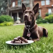 为什么狗吃巧克力会引起食欲不适?