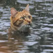 母猫的产水时间多久?
