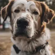 如何知道一个狗狗是否会咬人?