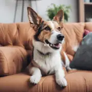 如何防止狗在沙发上玩耍?