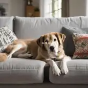 如何才能有效地阻止狗上沙发?