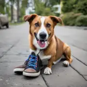 狗子的咬鞋子为什么要咬到特定的地方?