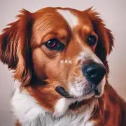 狗狗红斑丘疹对宠物心理的影响?