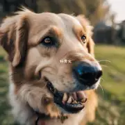如何才能帮助狗狗减少长牙老咬人的并发症?
