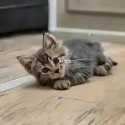 小猫多久黏着地板?