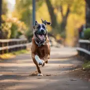 如何提高狗狗跑步的效率?