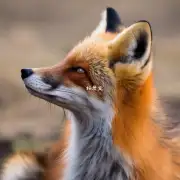 狐狸的鼻子如何呼吸?