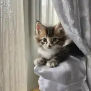 小猫多久黏着窗帘?