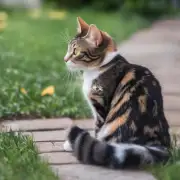猫尾巴如何帮助猫保持平衡?