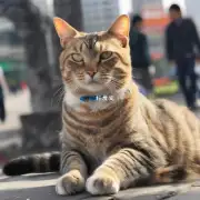 北京猫的品种有哪些?