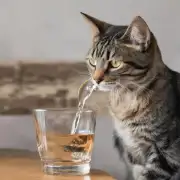 为什么猫喝水时会喝到鼻子?