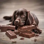 为什么狗吃巧克力会引起腹泻?
