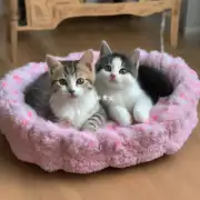 小猫多久黏着猫床?