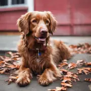 狗狗红斑丘疹对宠物生活质量的影响?