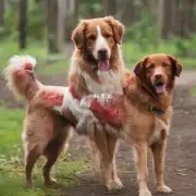 狗狗的红斑丘疹是如何形成的?