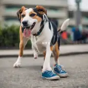 狗子的咬鞋子为什么要咬到特定的次数?