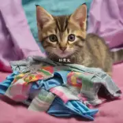 小猫多久黏着衣物?