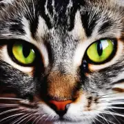 为什么猫喝水时会喝到眼睛里?