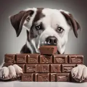 为什么狗吃巧克力会引起食欲改变?
