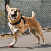 狗子的咬鞋子为什么要咬到特定的速度?