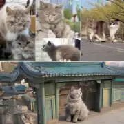 北京猫的繁殖周期有哪些?