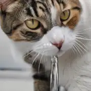 为什么猫喝水时会喝到鼻子里?