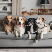 如何避免狗在沙发上玩耍?