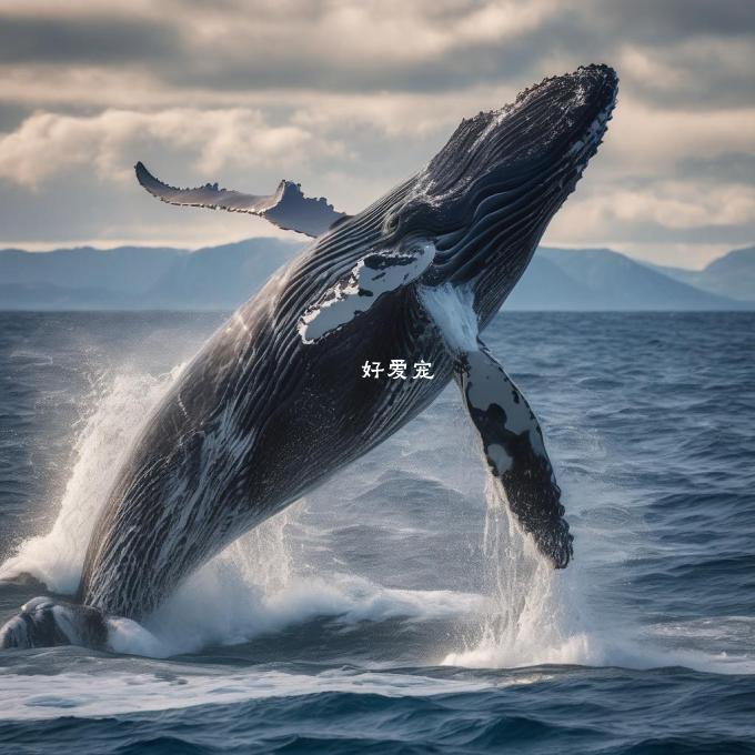 如何区分鲸鱼与其他海洋哺乳类动物存在怎样的特殊地位？他们的生活习性和食物链作用如何体现出来？