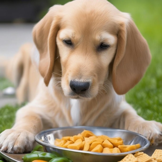 一岁的黄金猎犬每天应该吃什么样的食物？