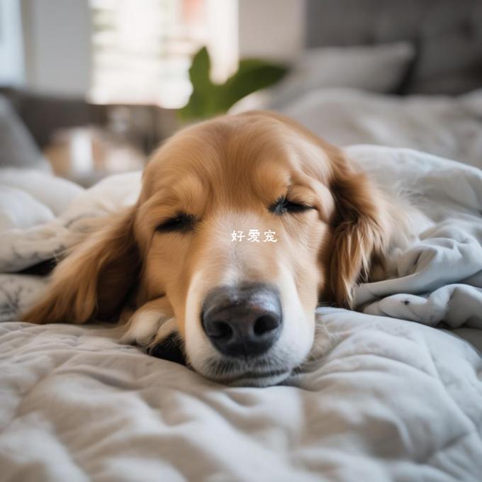 哪些东西是能够提供给狗狗睡觉的并且不会影响我们的睡眠质量?